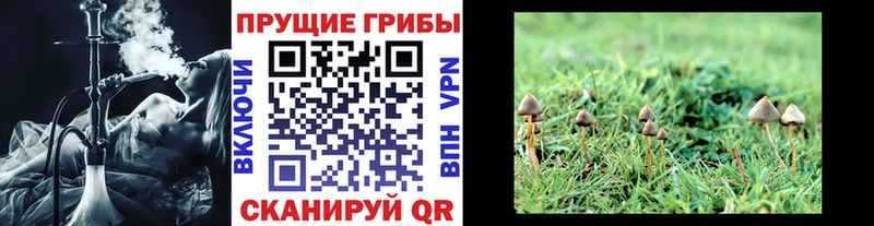 Галлюциногенные грибы Cubensis  закладка  Нефтеюганск 
